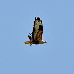 Buteo rufinus
