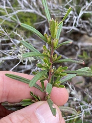Hibbertia stirlingii