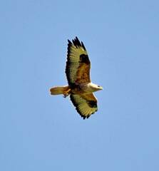 Buteo rufinus