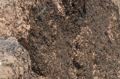 Dociostaurus maroccanus