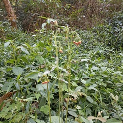 Crassocephalum crepidioides