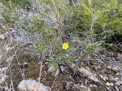 Hibbertia stirlingii