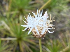 Borya septentrionalis