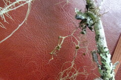 Bryocaulon pseudosatoanum