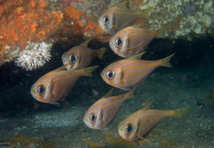 Pempheris compressa