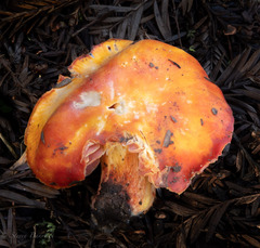 Hygrocybe laetissima