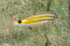 Parupeneus spilurus