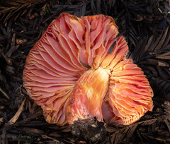 Hygrocybe laetissima