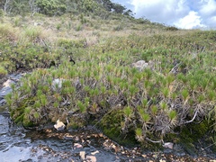 Borya septentrionalis