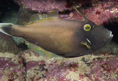 Eubalichthys bucephalus