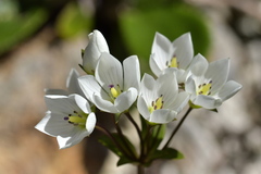 Gentianella montana