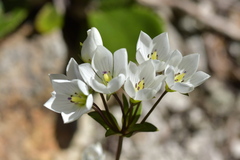 Gentianella montana