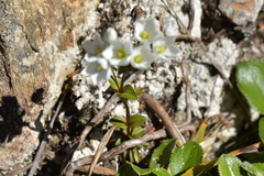 Gentianella montana
