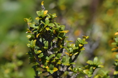 Coprosma pseudocuneata