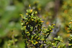 Coprosma pseudocuneata
