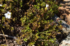 Euphrasia cuneata