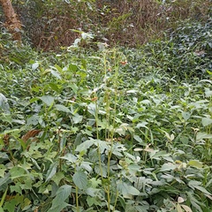 Crassocephalum crepidioides
