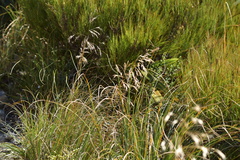 Chionochloa