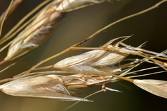 Chionochloa