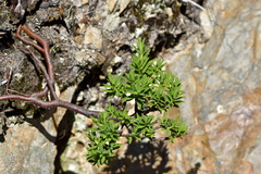 Pimelea gnidia