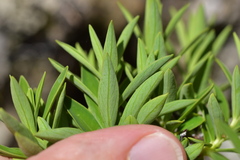 Pimelea gnidia