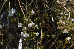 Euphrasia cuneata