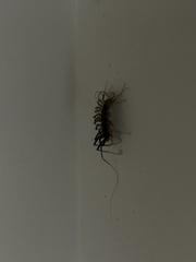 Allothereua maculata