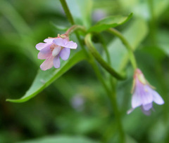 Epilobium lactiflorum