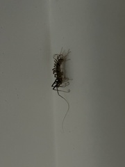 Allothereua maculata