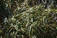 Olearia lacunosa