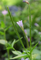 Epilobium lactiflorum