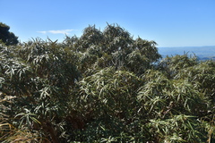 Olearia lacunosa