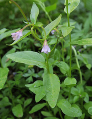 Epilobium lactiflorum
