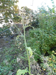 Carduus crispus