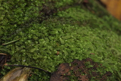 Calypogeia integristipula
