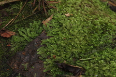 Calypogeia integristipula