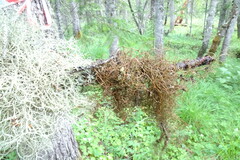 Bryocaulon pseudosatoanum