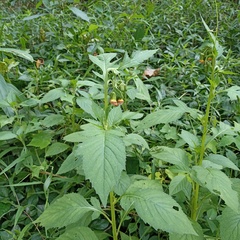 Crassocephalum crepidioides