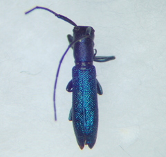 Agapanthiola leucaspis