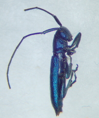Agapanthiola leucaspis