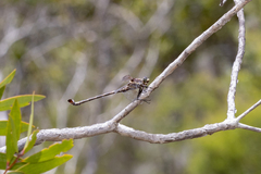 Petalura litorea