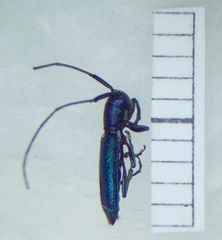 Agapanthiola leucaspis
