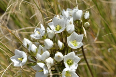 Gentianella montana