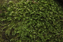 Calypogeia integristipula