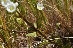 Gentianella montana