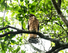 Accipiter melanoleucus