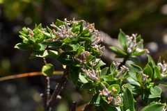Pimelea gnidia