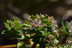 Pimelea gnidia