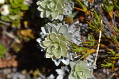 Leucogenes leontopodium