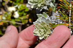 Leucogenes leontopodium